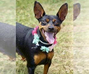 Miniature Pinscher Dogs for adoption in Greenbelt, MD, USA