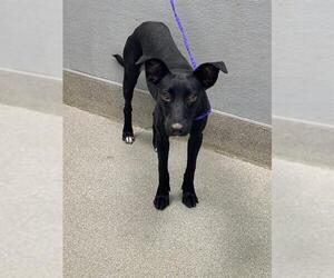 Labrador Retriever-Unknown Mix Dogs for adoption in Las Vegas, NV, USA