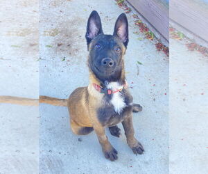 Mutt Dogs for adoption in San Diego, CA, USA