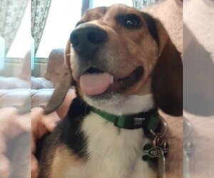 Beagle Dogs for adoption in Binghamton, NY, USA