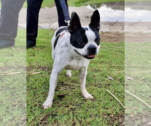 Boston Terrier Dogs for adoption in Little Elm, TX, USA