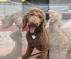 Goldendoodle Dogs for adoption in Pacolet, SC, USA