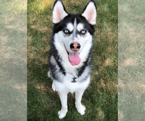 Siberian Husky Dogs for adoption in LANGLEY, British Columbia, Canada