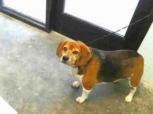 Beagle Dogs for adoption in Tulsa, OK, USA