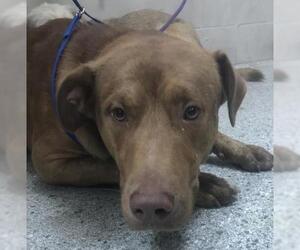 Labrador Retriever Dogs for adoption in Conroe, TX, USA