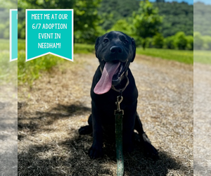 Labrador Retriever-Mountain Cur Mix Dogs for adoption in Boston, MA, USA