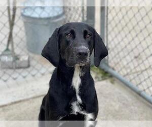 Labrador Retriever Dogs for adoption in Tulsa, OK, USA