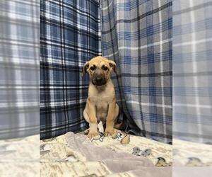 German Shepherd Dog Dogs for adoption in Rosenberg, TX, USA