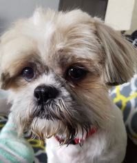 Shih Tzu Dogs for adoption in Littleton, CO, USA