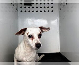 Chihuahua-Unknown Mix Dogs for adoption in Bakersfield, CA, USA
