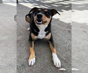 Doberman Pinscher-Unknown Mix Dogs for adoption in Alameda, CA, USA