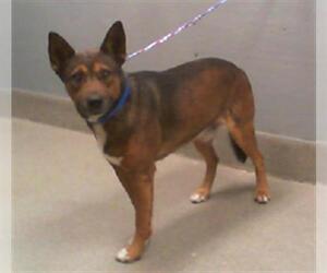 German Shepherd Dog-Unknown Mix Dogs for adoption in Las Vegas, NV, USA