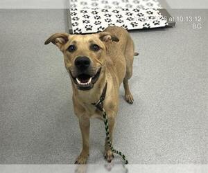 Black Mouth Cur-Unknown Mix Dogs for adoption in Ocala, FL, USA