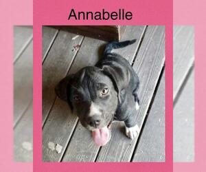 American Bulldog-Huskies  Mix Dogs for adoption in Florence, AL, USA