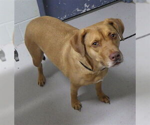 Mutt Dogs for adoption in Augusta, GA, USA