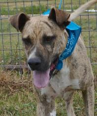 Cocker Spaniel Dogs for adoption in Fort Pierce, FL, USA