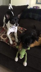 Jack Chi Dogs for adoption in Thonotosassa, FL, USA