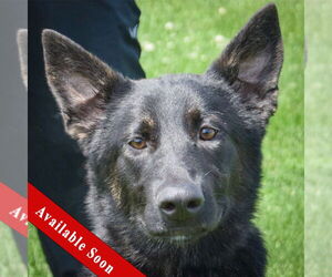 German Shepherd Dog-Unknown Mix Dogs for adoption in Huntley, IL, USA