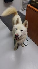 Siberian Husky Dogs for adoption in Mt. Gilead, OH, USA