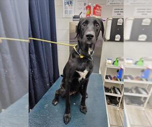 Labrador Retriever Dogs for adoption in Mobile, AL, USA