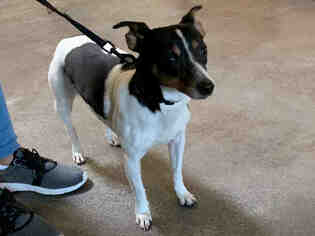 Rat Terrier Dogs for adoption in Springfield, MA, USA
