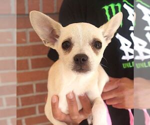 Chihuahua-Unknown Mix Dogs for adoption in Carrollton, TX, USA
