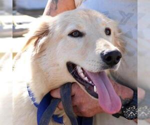 Golden Retriever Dogs for adoption in Von Ormy, TX, USA