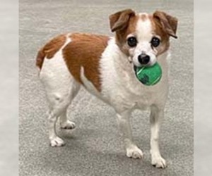 Jack Russell Terrier Dogs for adoption in Chantilly, VA, USA