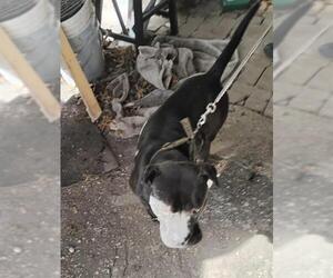 American Staffordshire Terrier-Unknown Mix Dogs for adoption in San Antonio, TX, USA