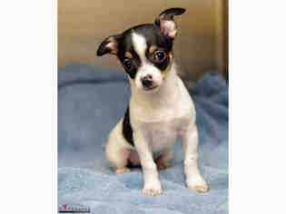 Rat Terrier Dogs for adoption in San Francisco, CA, USA