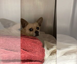 Chihuahua-Unknown Mix Dogs for adoption in Waco, TX, USA