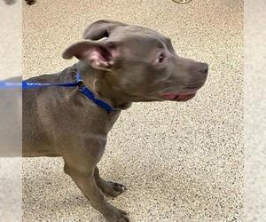 Blue Lacy Dogs for adoption in Georgetown, TX, USA