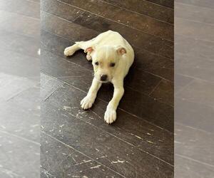 Labrador Retriever Dogs for adoption in San Antonio, TX, USA