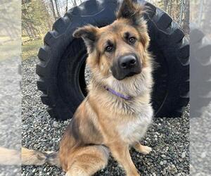 German Shepherd Dog-Unknown Mix Dogs for adoption in Anchorage, AK, USA