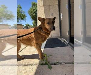German Shepherd Dog-Unknown Mix Dogs for adoption in Oklahoma City, OK, USA