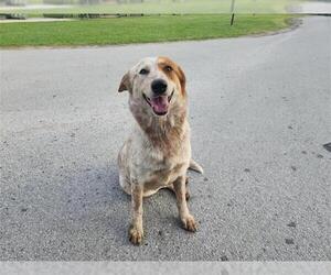 Mutt Dogs for adoption in Houston, TX, USA