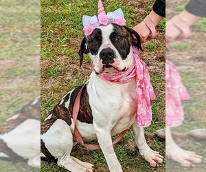 American Bulldog-Saint Bernard Mix Dogs for adoption in Williston, FL, USA