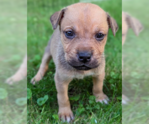Mutt Dogs for adoption in Brooklyn Center, MN, USA