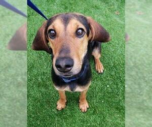 Black and Tan Coonhound Dogs for adoption in Canton, CT, USA