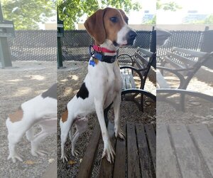 Treeing Walker Coonhound Dogs for adoption in Brooklyn, NY, USA