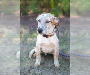 Jack Russell Terrier-Unknown Mix Dogs for adoption in El Cajon, CA, USA