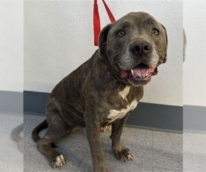 American Pit Bull Terrier Dogs for adoption in Big Bear City, CA, USA