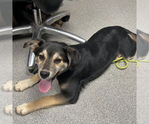 Australian Shepherd-Unknown Mix Dogs for adoption in Palmetto, FL, USA