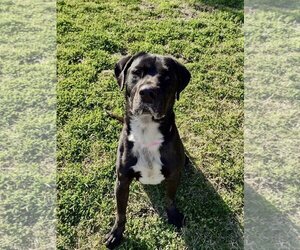Labrador Retriever-Unknown Mix Dogs for adoption in San Diego, CA, USA