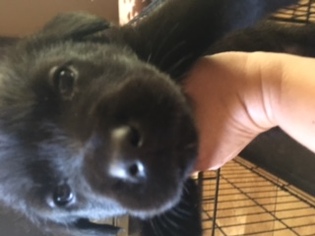 Golden Labrador Dogs for adoption in Glendale , AZ, USA