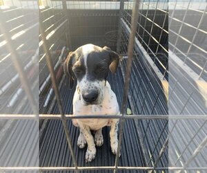 Pointer-Unknown Mix Dogs for adoption in Turlock, CA, USA