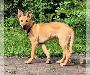 Retriever -Unknown Mix Dogs for adoption in Minneapolis, MN, USA