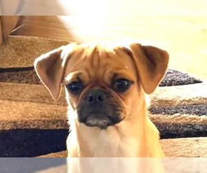 Puggle Dogs for adoption in Lake Forest, CA, USA