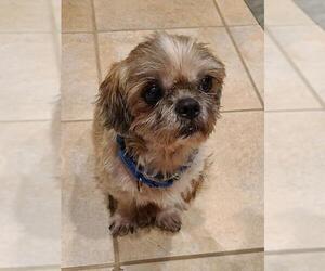 Shih Tzu Dogs for adoption in Catasauqua, PA, USA