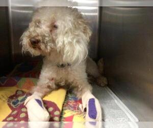 Poodle (Miniature) Dogs for adoption in Riverside, CA, USA
